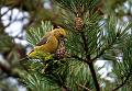 Grankorsnebb - Common crossbill (Loxia   curvirostra) 